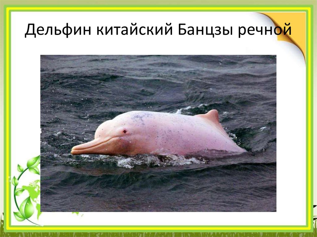 Дельфин китайский Банцзы речной