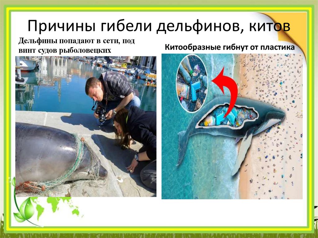 Причины гибели дельфинов, китов