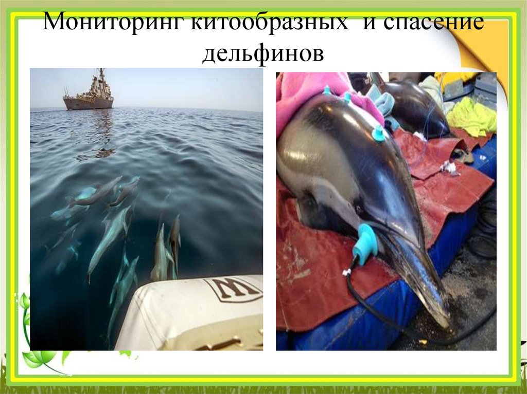Мониторинг китообразных и спасение дельфинов