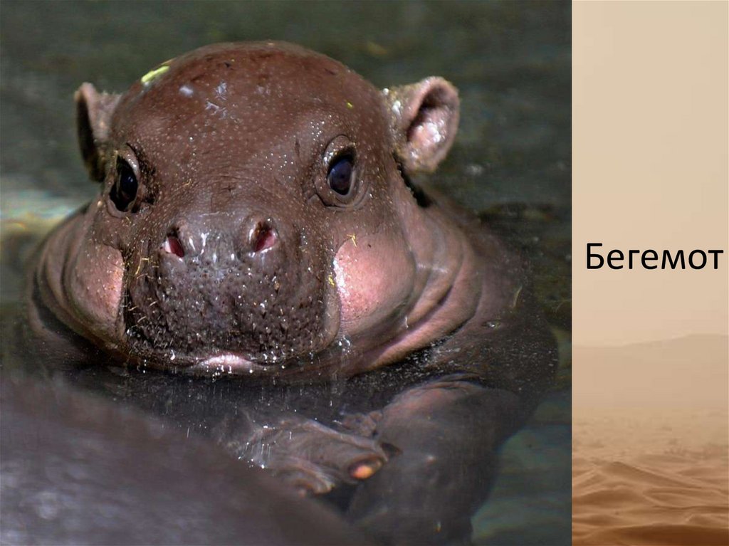 Бегемот