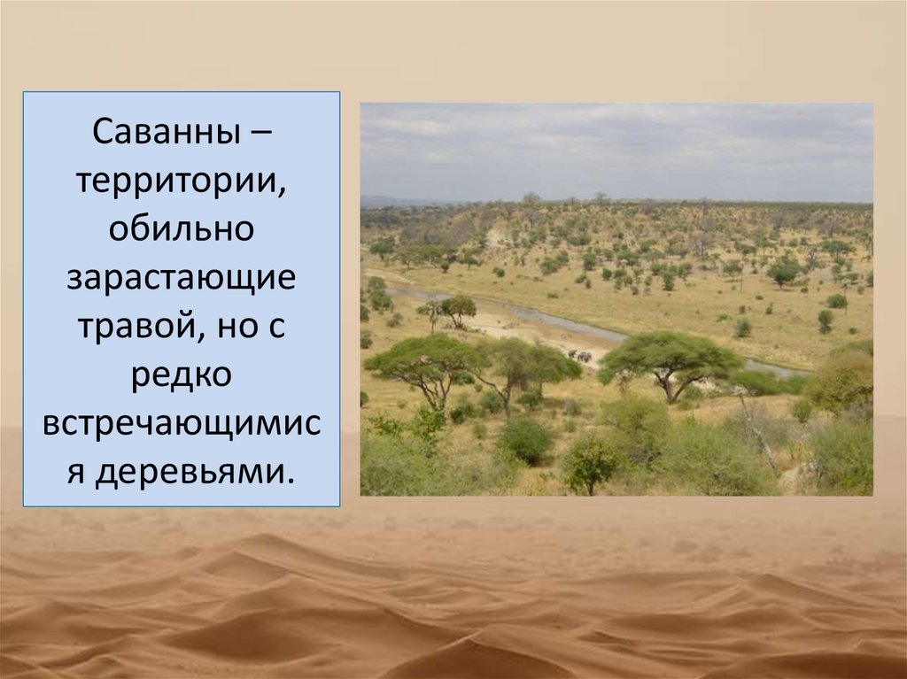 Саванны – территории, обильно зарастающие травой, но с редко встречающимися деревьями.
