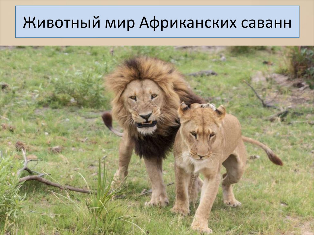 Животный мир Африканских саванн