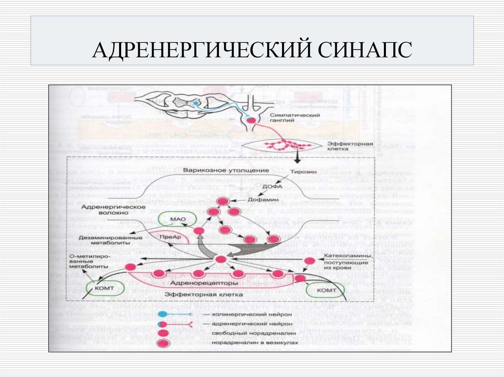 АДРЕНЕРГИЧЕСКИЙ СИНАПС