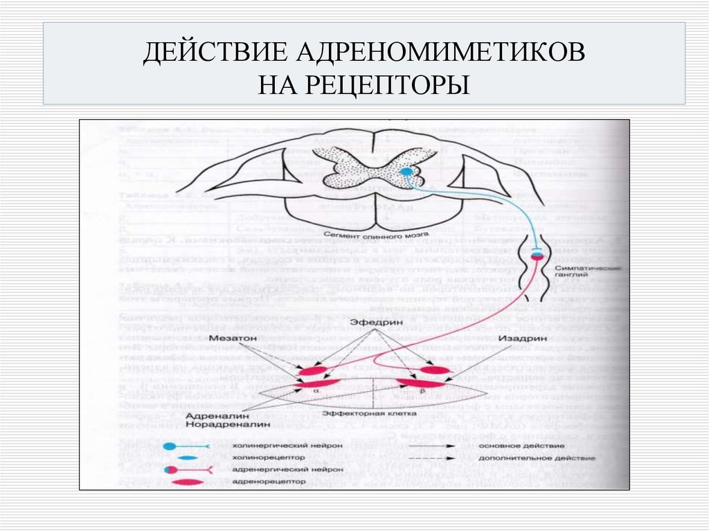 ДЕЙСТВИЕ АДРЕНОМИМЕТИКОВ НА РЕЦЕПТОРЫ