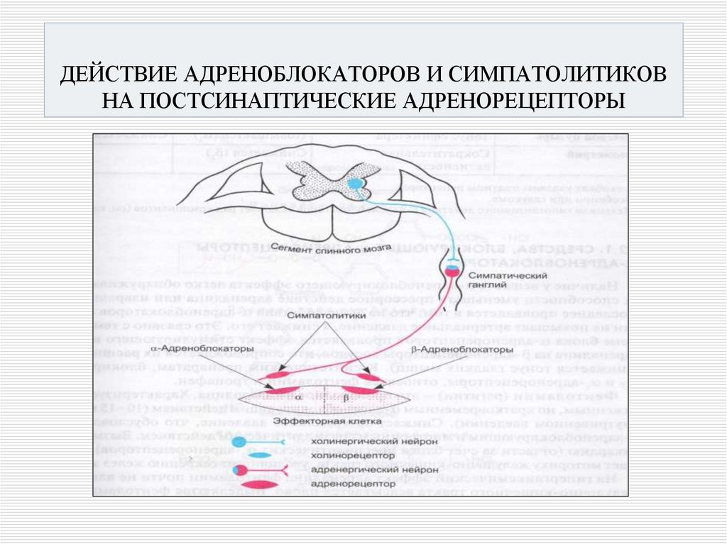 ДЕЙСТВИЕ АДРЕНОБЛОКАТОРОВ И СИМПАТОЛИТИКОВ НА ПОСТСИНАПТИЧЕСКИЕ АДРЕНОРЕЦЕПТОРЫ