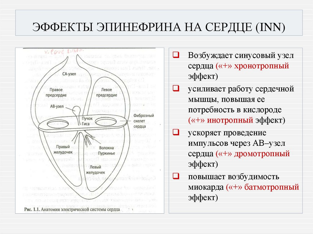 ЭФФЕКТЫ ЭПИНЕФРИНА НА СЕРДЦЕ (INN)