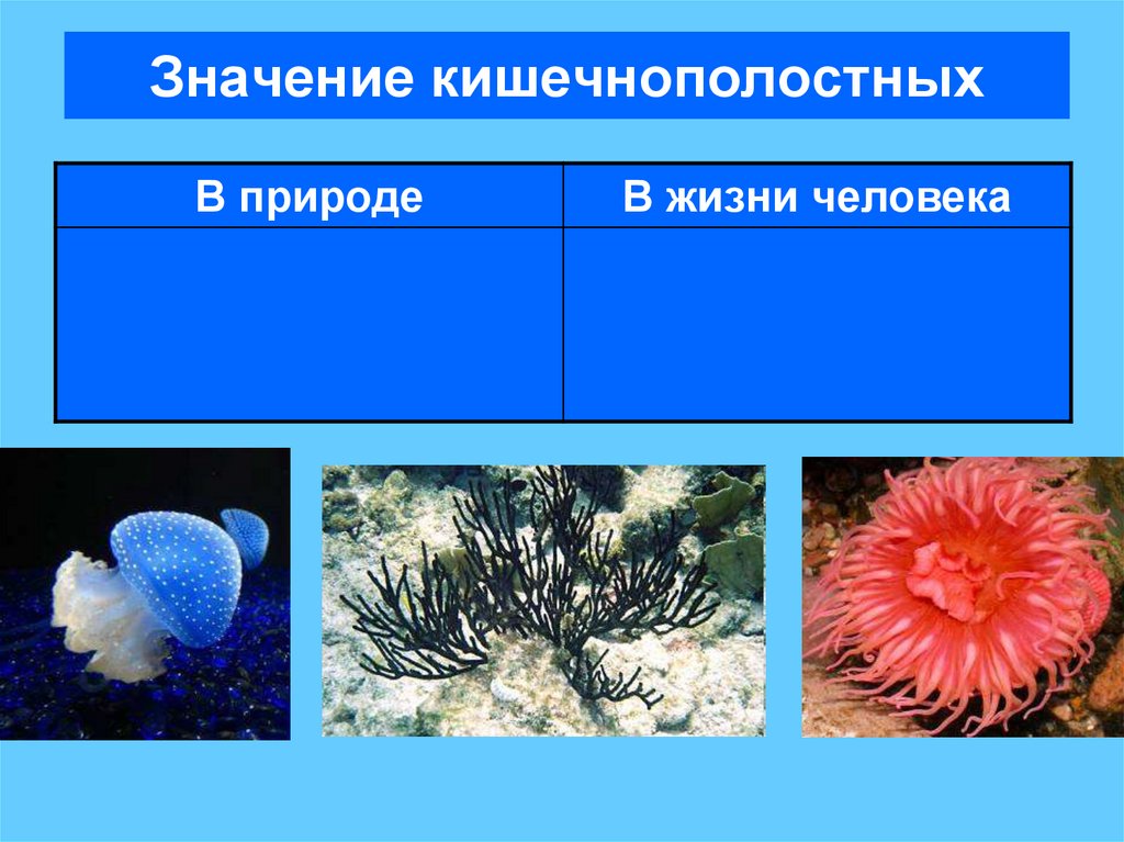 Значение кишечнополостных