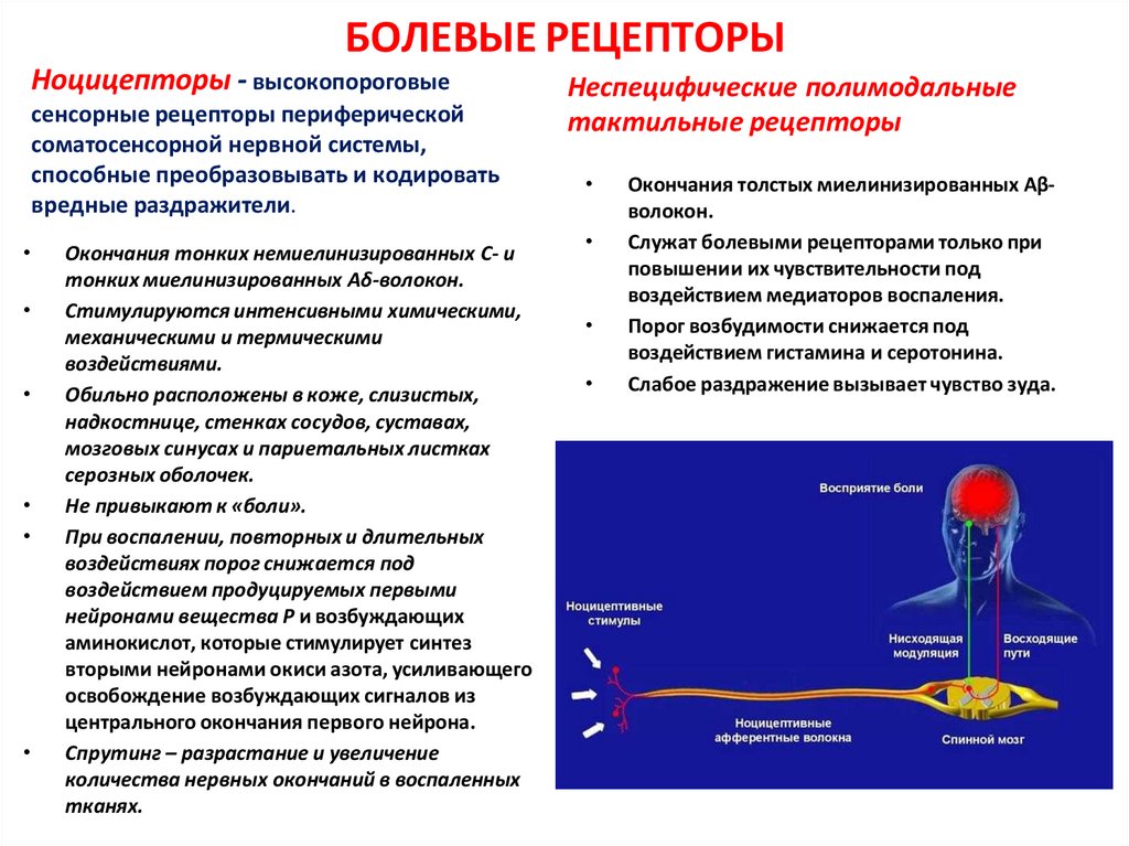 БОЛЕВЫЕ РЕЦЕПТОРЫ