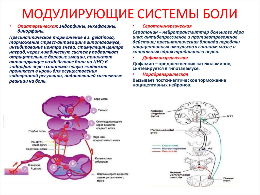 МОДУЛИРУЮЩИЕ СИСТЕМЫ БОЛИ