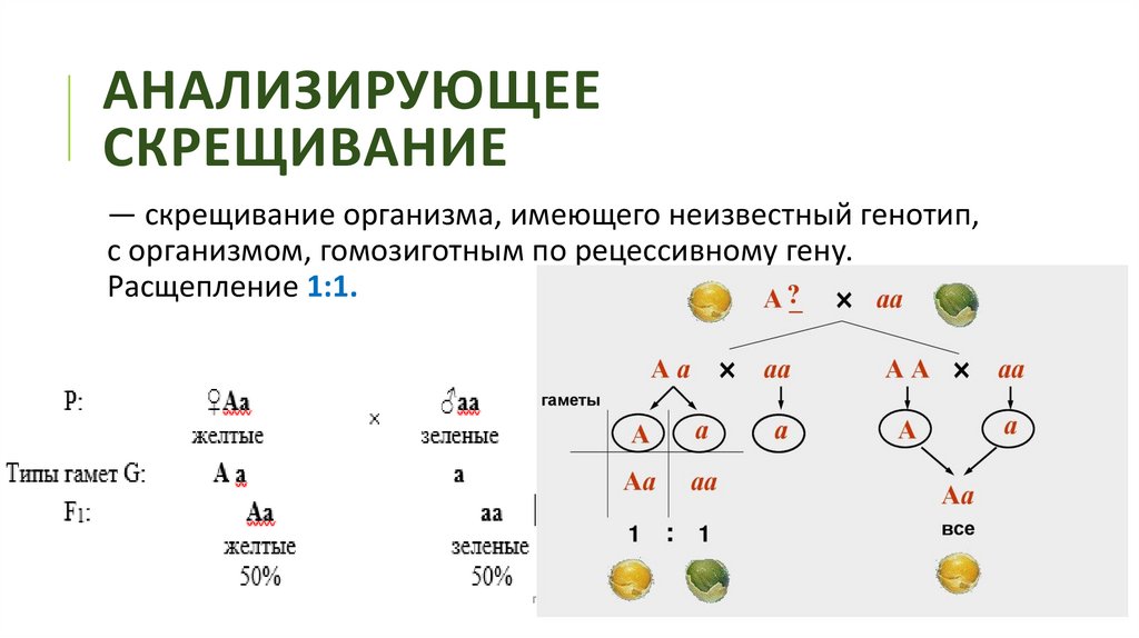 Анализирующее скрещивание 