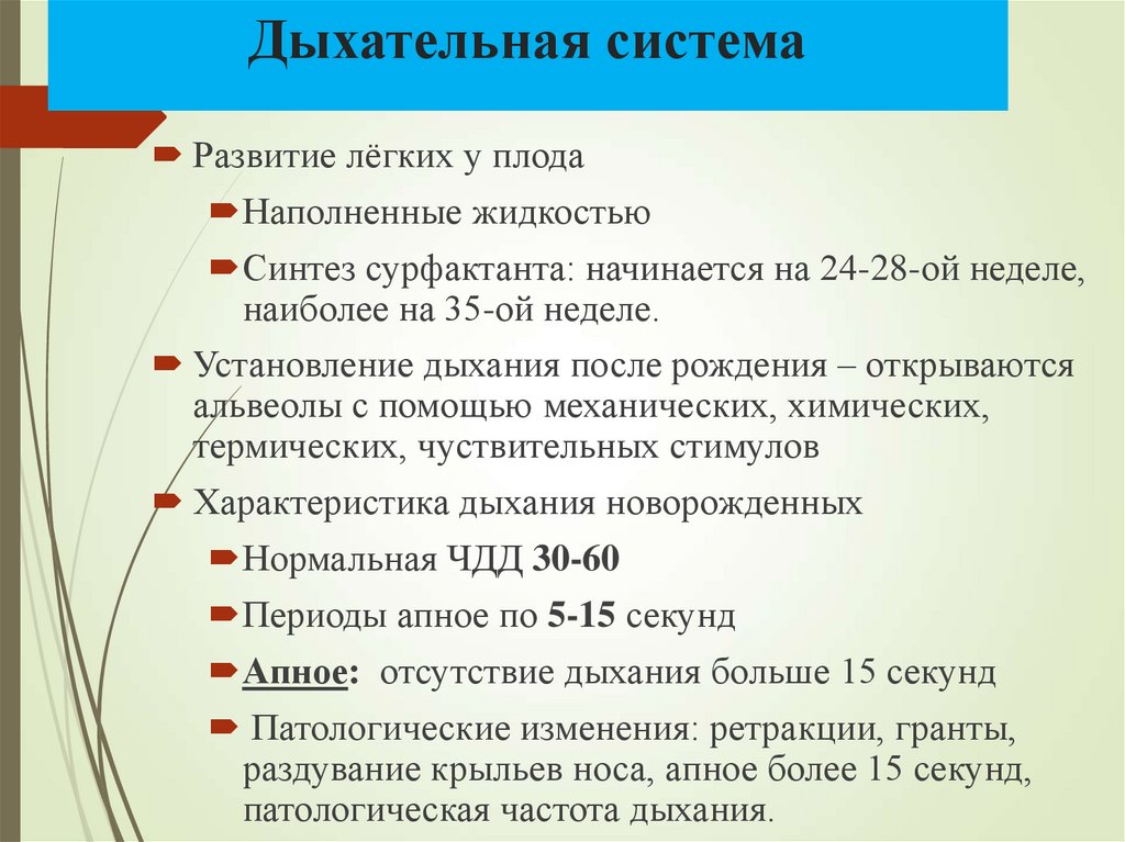 Дыхательная система