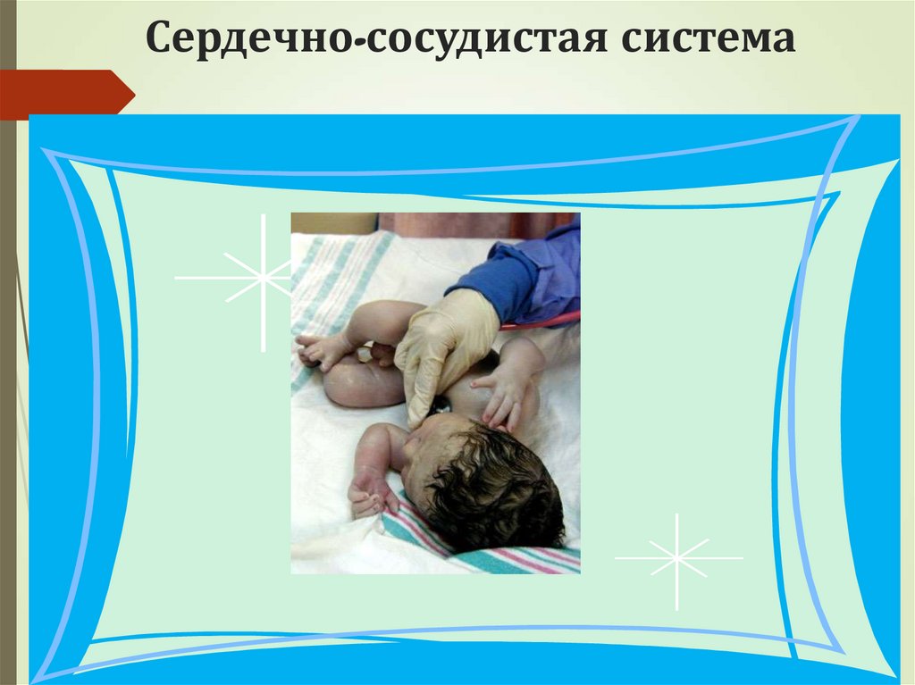 Сердечно-сосудистая система