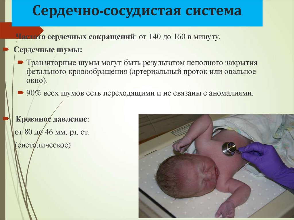 Сердечно-сосудистая система