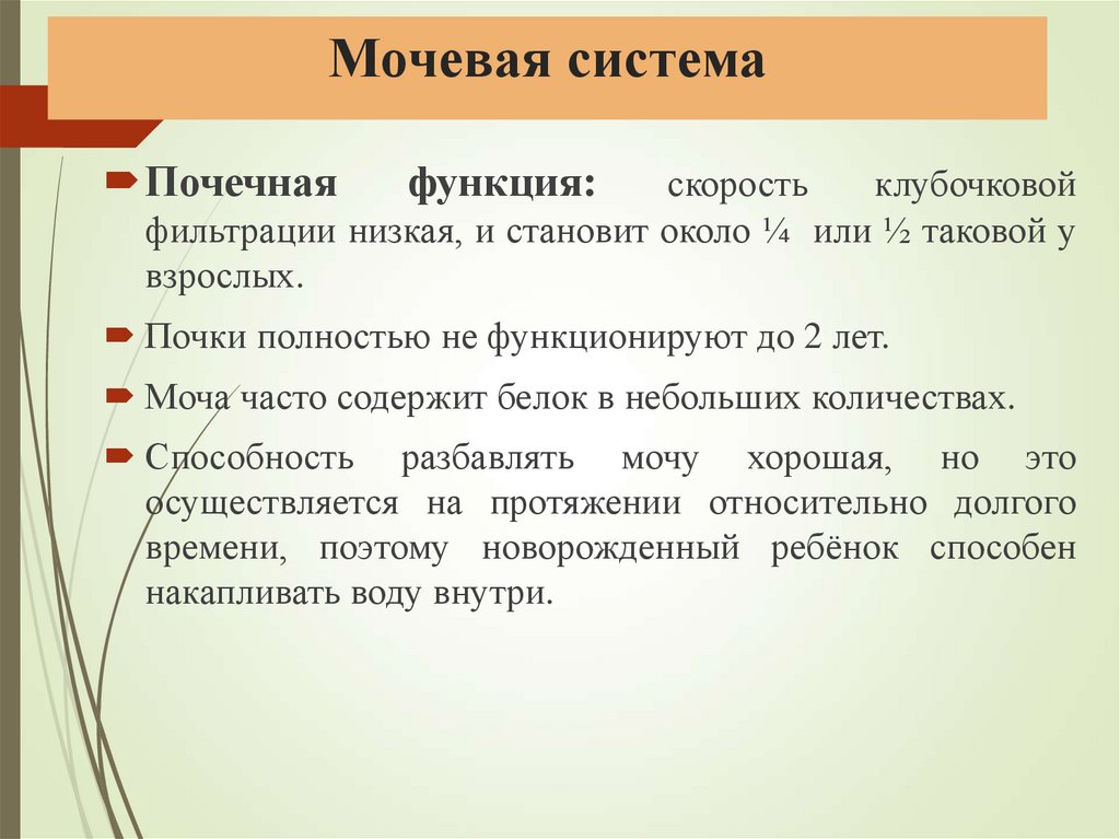 Мочевая система