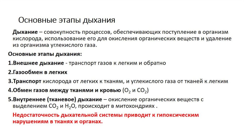 Основные этапы дыхания