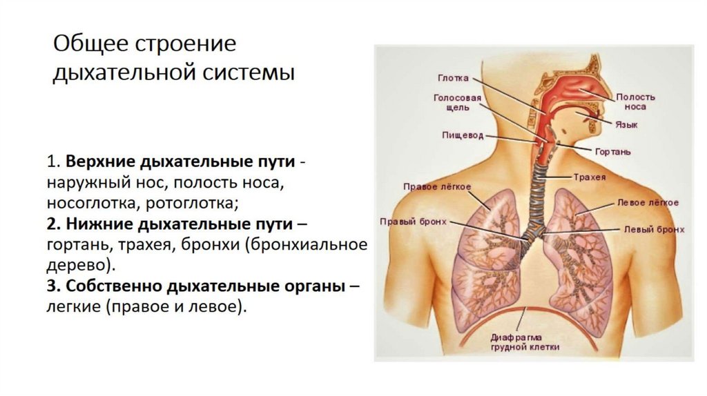 Общее строение дыхательной системы