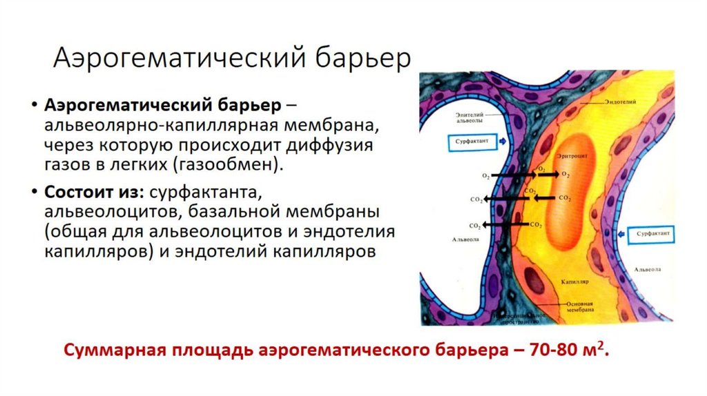 Аэрогематический барьер