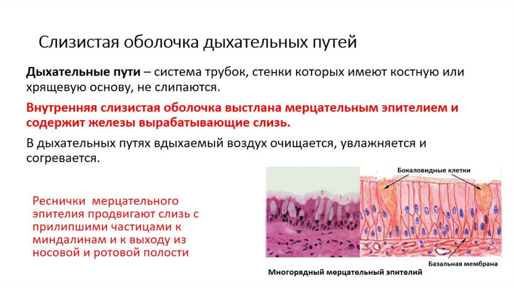 Слизистая оболочка дыхательных путей