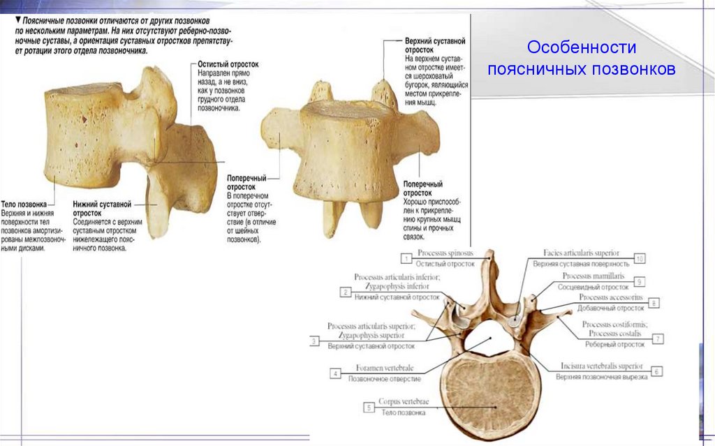 Особенности поясничных позвонков