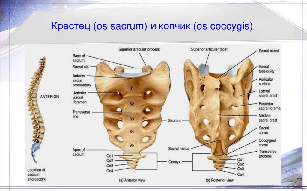 Крестец (os sacrum) и копчик (os coccygis)