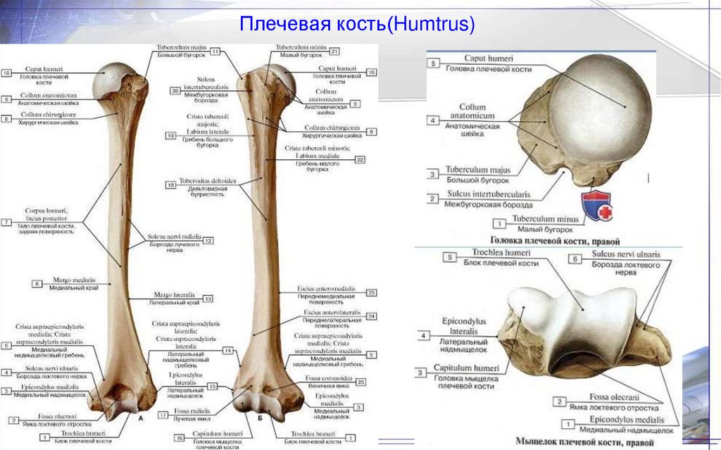 Плечевая кость(Humtrus)