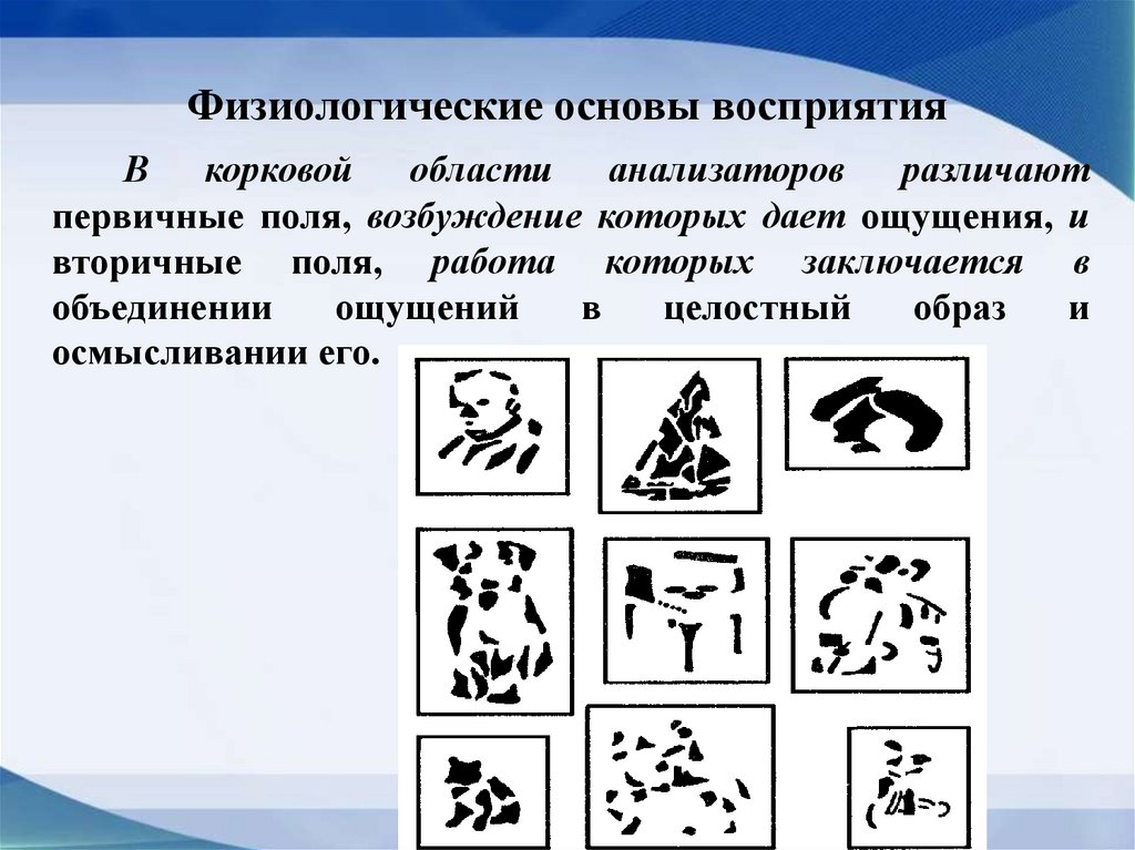 Физиологические основы восприятия