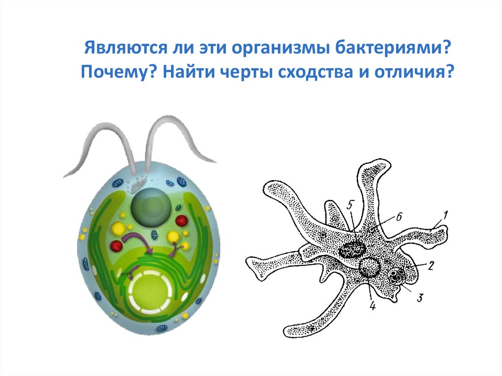 Царство Животные - презентация онлайн