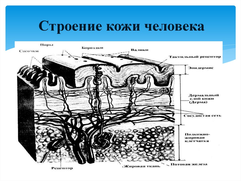 Строение кожи человека