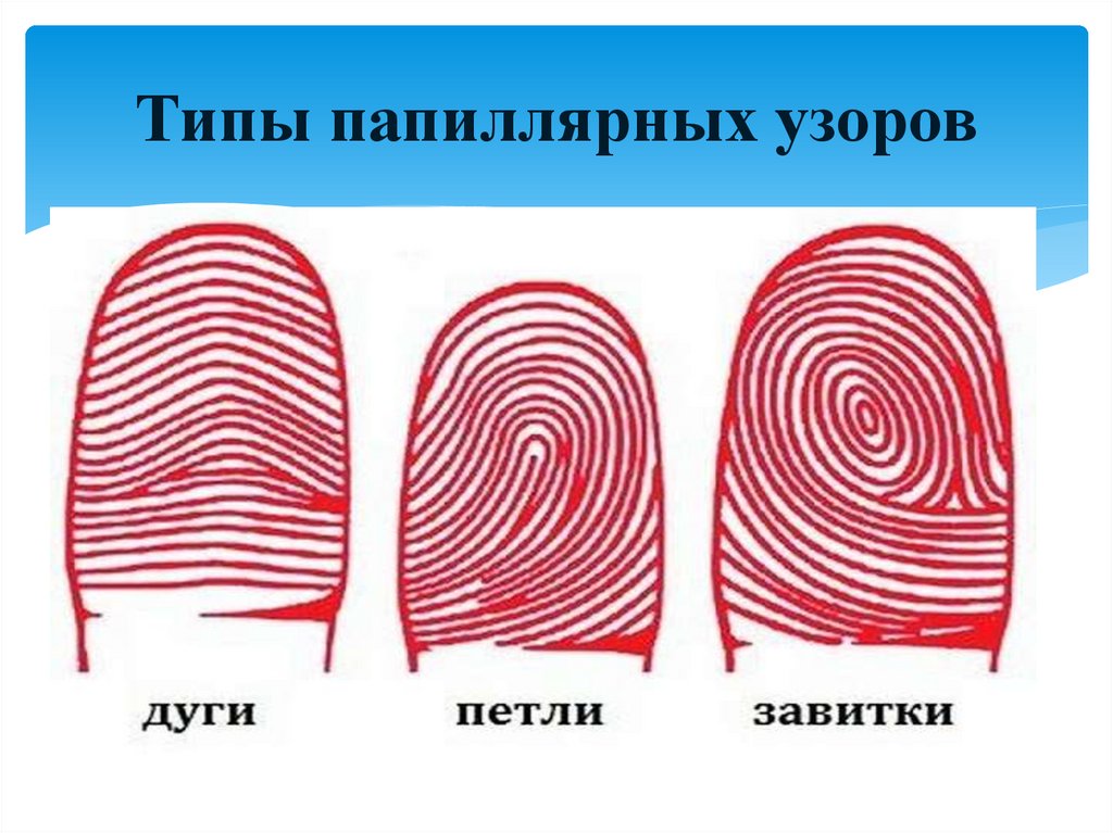 Типы папиллярных узоров