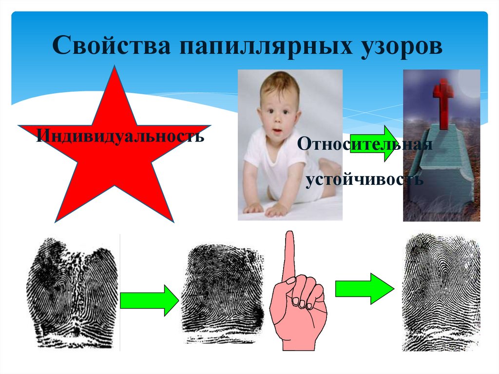 Свойства папиллярных узоров