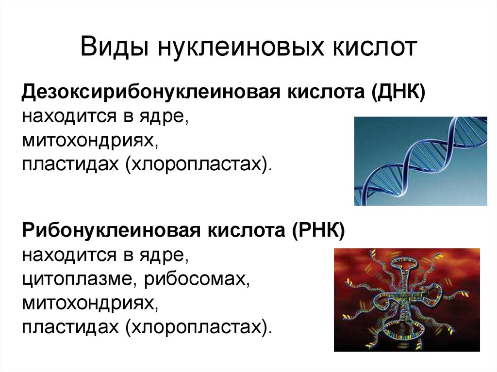 Виды нуклеиновых кислот