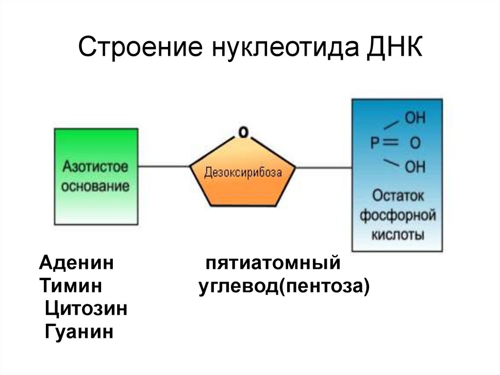 Строение нуклеотида ДНК