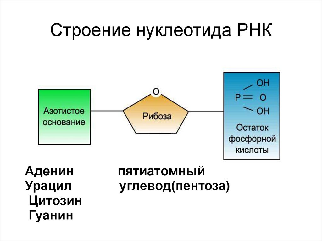 Строение нуклеотида РНК