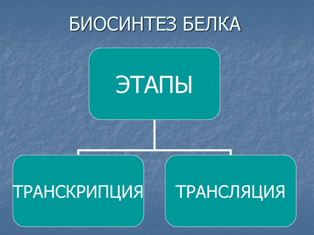 БИОСИНТЕЗ БЕЛКА