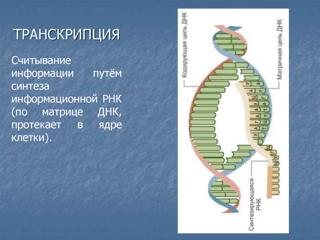 ТРАНСКРИПЦИЯ