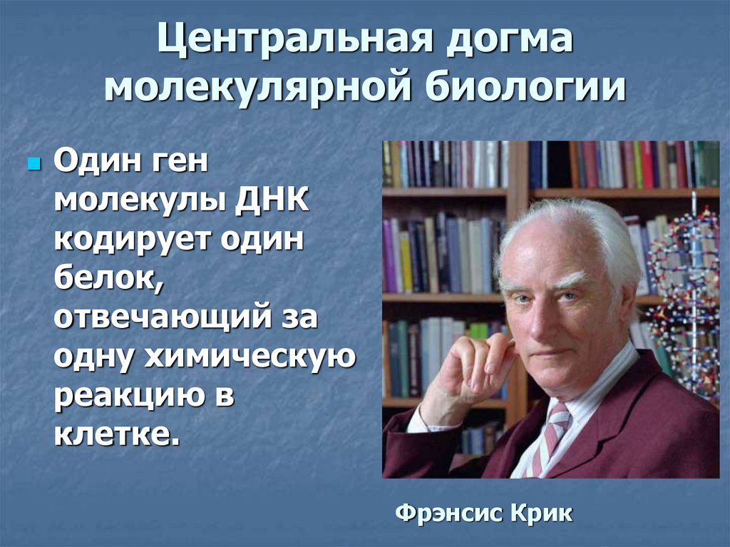 Центральная догма молекулярной биологии
