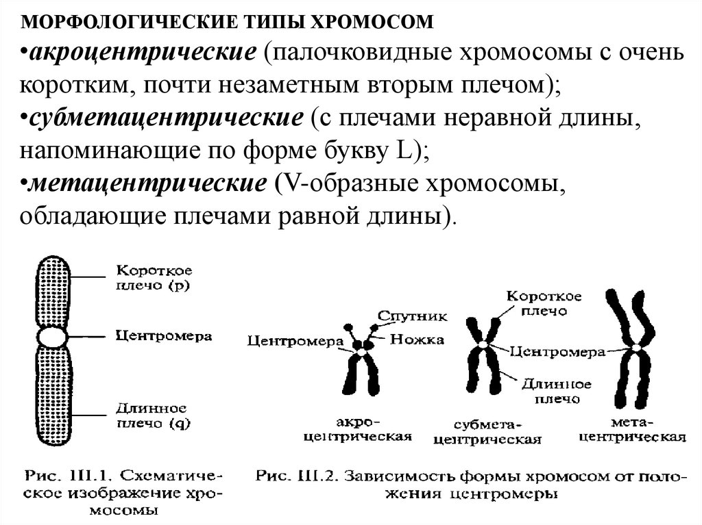 МОРФОЛОГИЧЕСКИЕ ТИПЫ ХРОМОСОМ