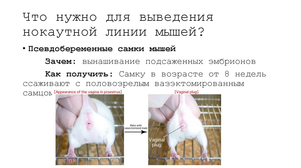 Что нужно для выведения нокаутной линии мышей?