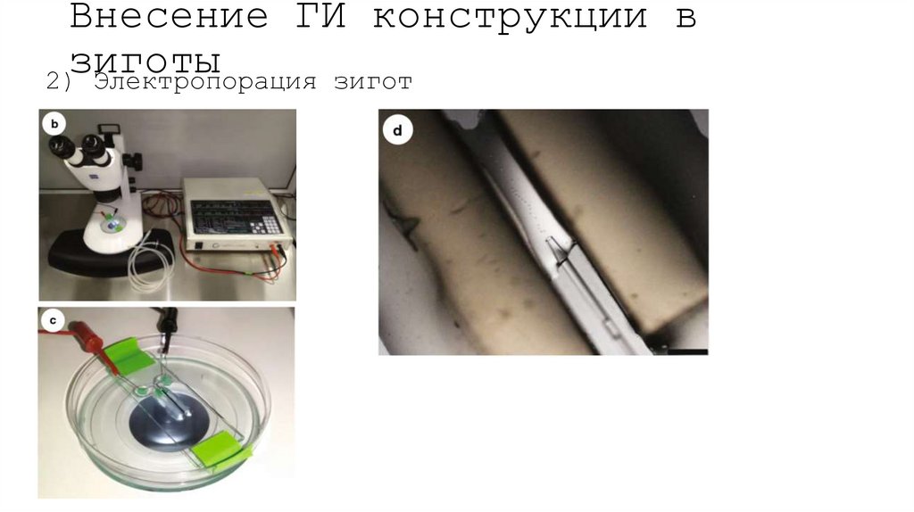 Внесение ГИ конструкции в зиготы