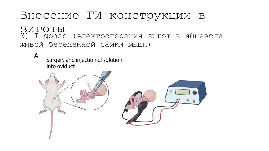Внесение ГИ конструкции в зиготы
