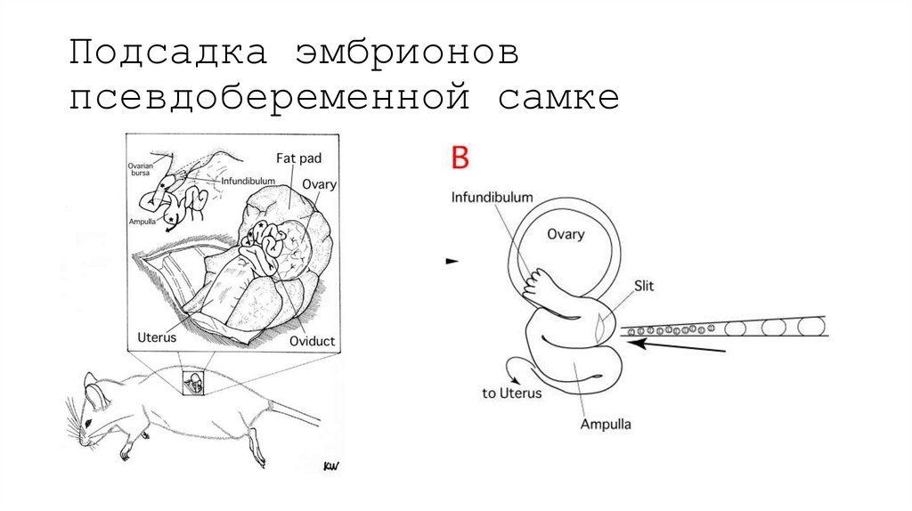 Подсадка эмбрионов псевдобеременной самке