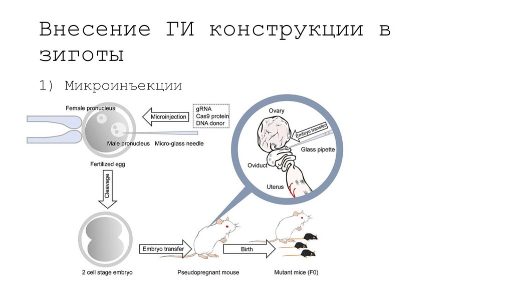 Внесение ГИ конструкции в зиготы