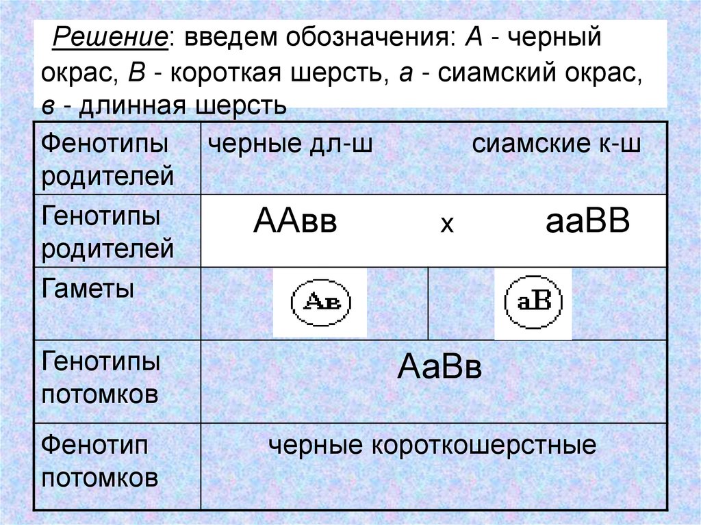  Решение: введем обозначения: А - черный окрас, В - короткая шерсть, а - сиамский окрас, в - длинная шерсть