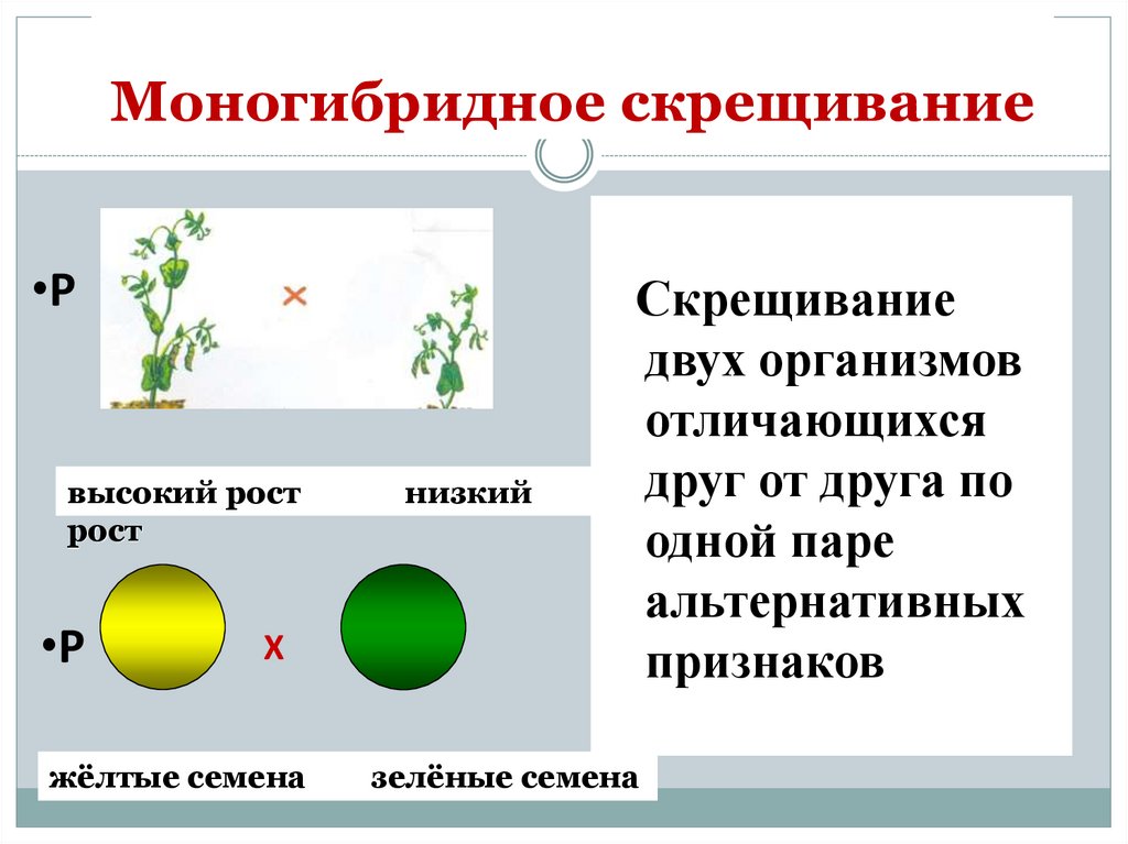 Моногибридное скрещивание