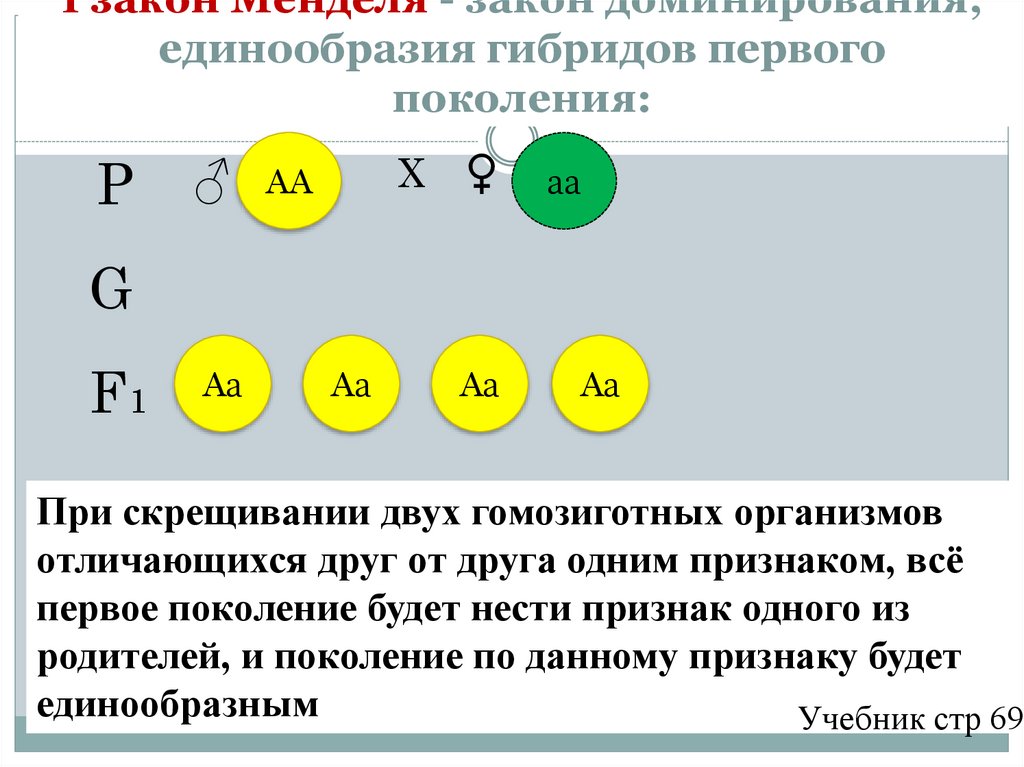 I закон Менделя - закон доминирования, единообразия гибридов первого поколения: