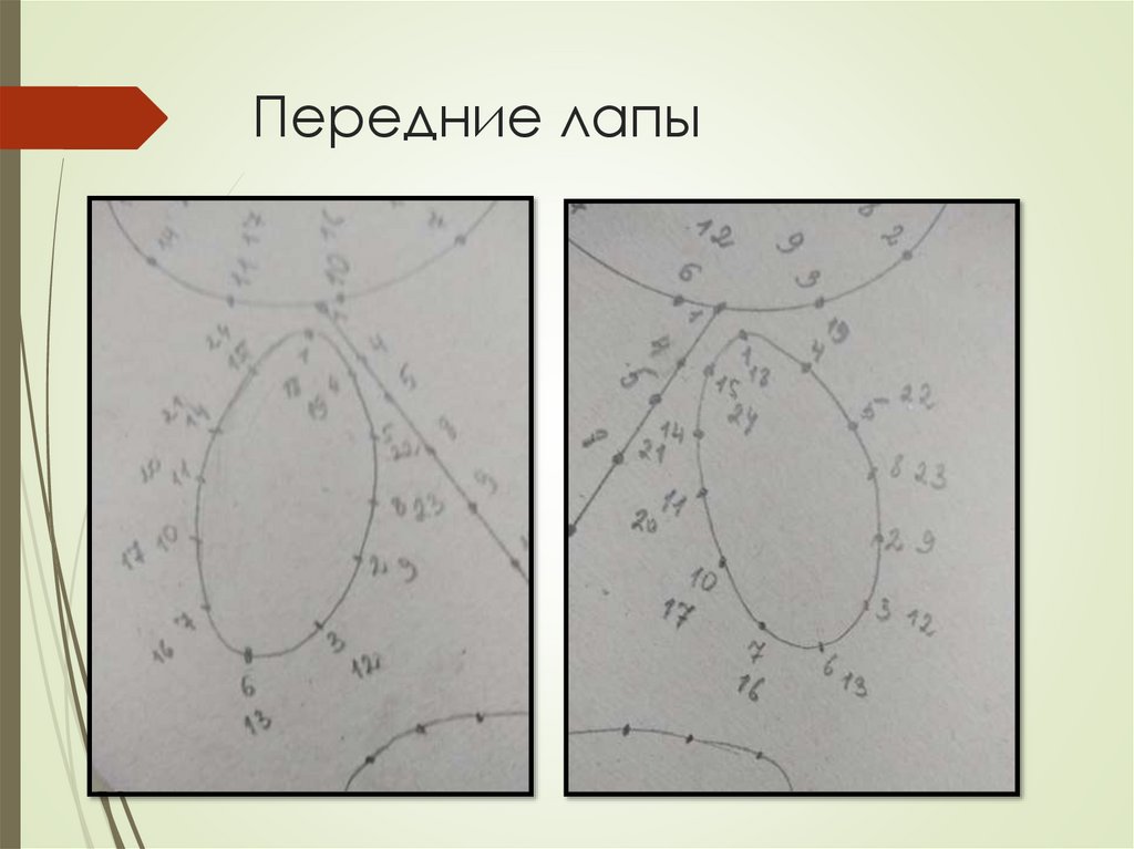 Передние лапы