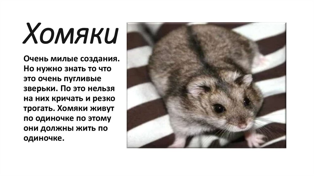 Хомяки