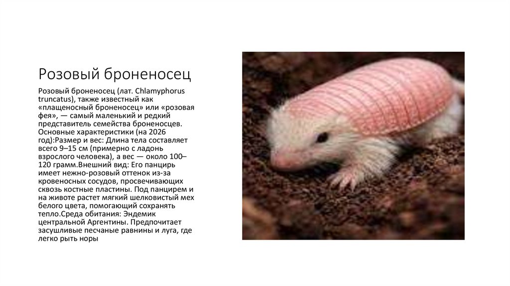 Розовый броненосец