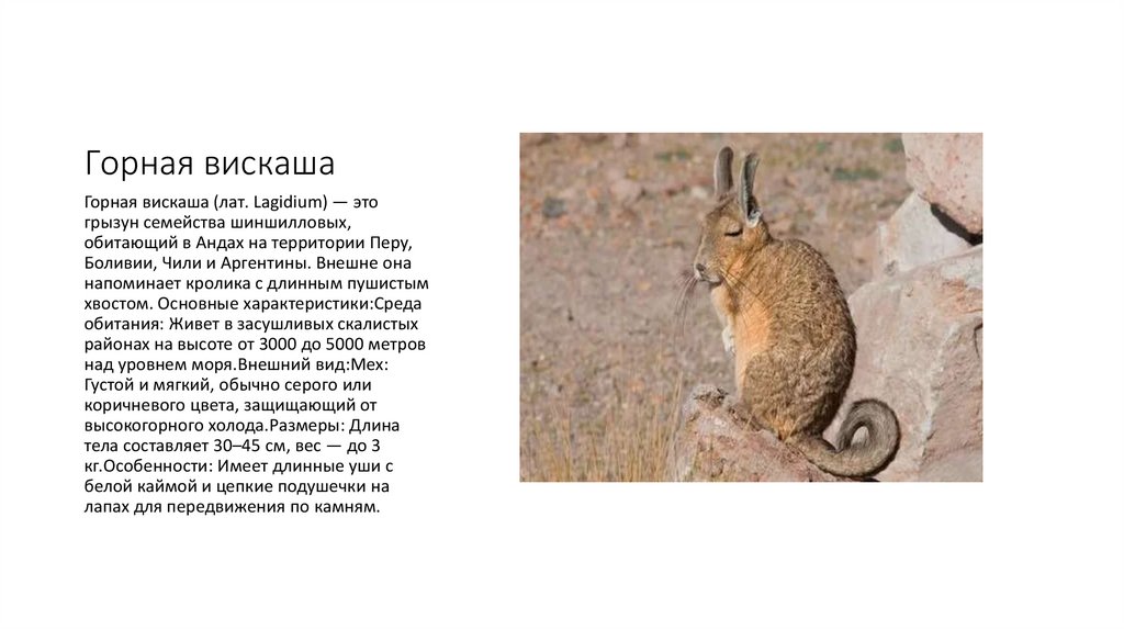 Горная вискаша