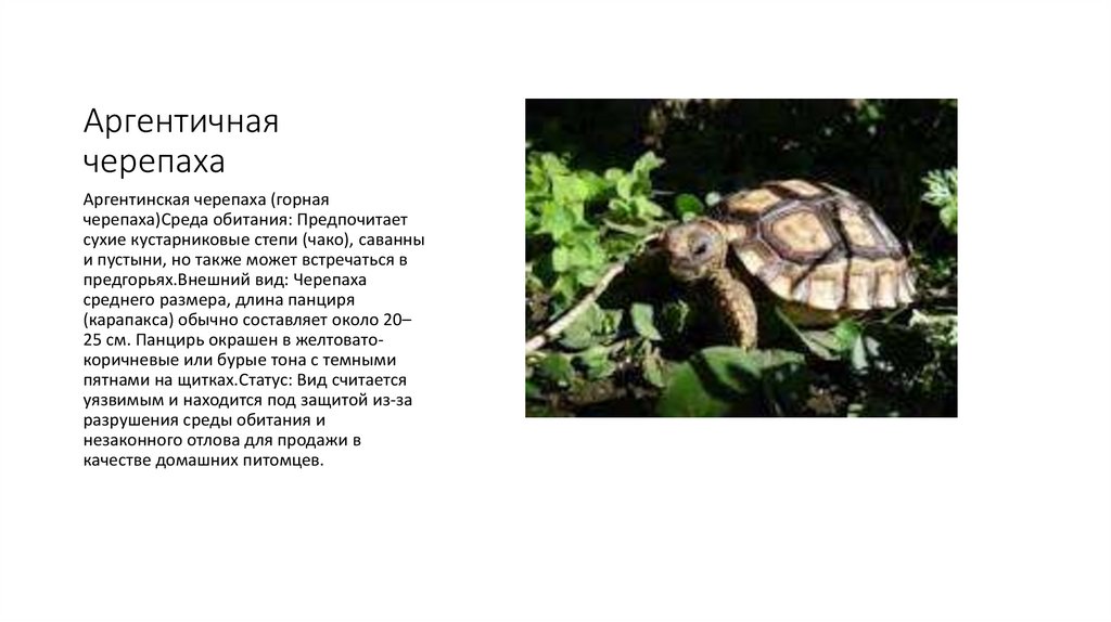 Аргентичная черепаха